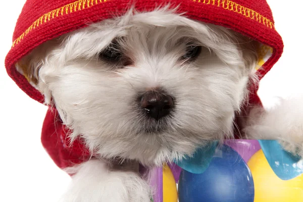 Maltese puppy portrait — Stock Photo, Image