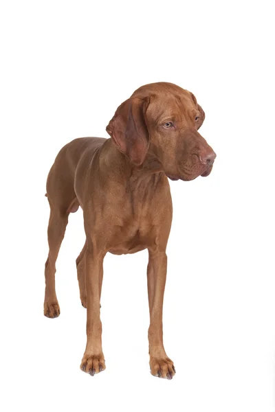 Pure breed vizsla dog — Stock Photo, Image