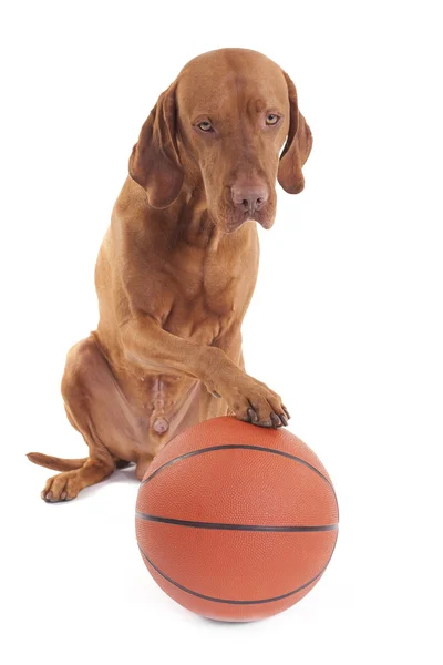 Sportieve hond — Stockfoto