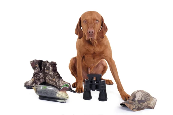 Ready for hunting — Stock Photo, Image