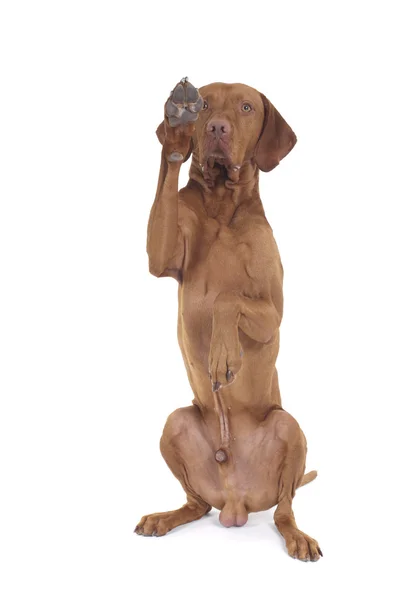 Dog raising paw — Stock Photo, Image