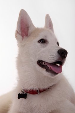 Sibirya husky yavrusu