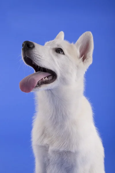 Білий щеночек — стокове фото