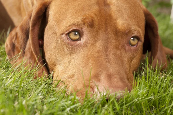Zasněný pes v trávě — Stock fotografie