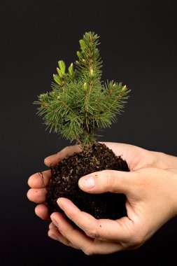 Small tree clipart