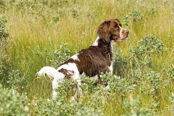 Hunting dog in field — Stock Photo, Image