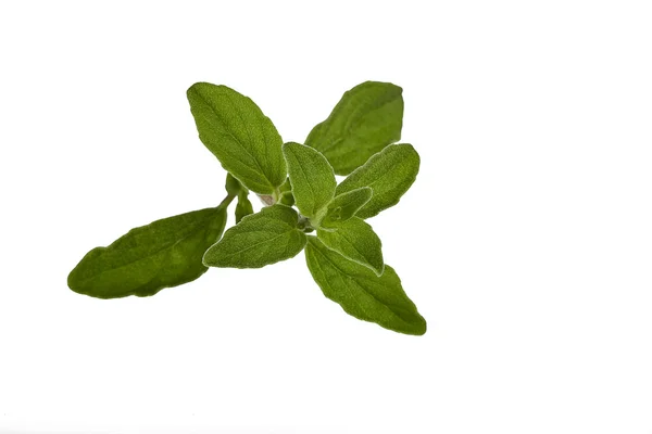 Organic oregano leaf — Stock Photo, Image