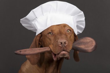 Pure breed dog chef clipart