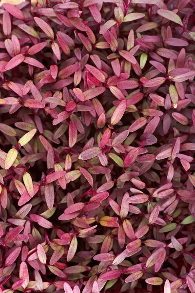 stock image Seedling leafs