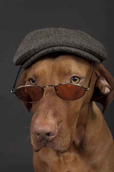 Newsboy perro — Foto de Stock