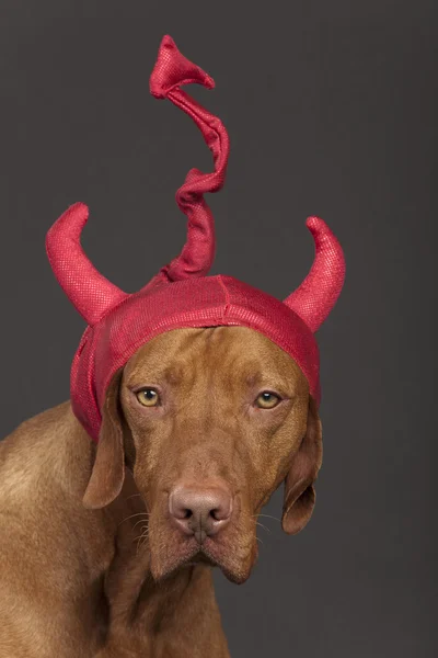 Hund med röd djävul hatt — Stockfoto