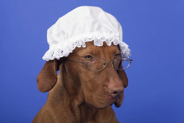 Собака з бабусею нічною шапочкою — стокове фото