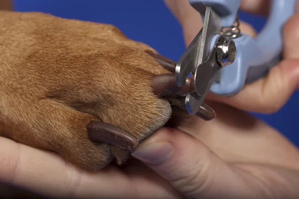Trimming dog nails Stock Picture