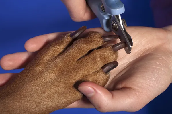 Cutting dog nail Stock Photo