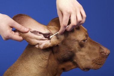 Saf ırk köpeğin kulak temizlenir