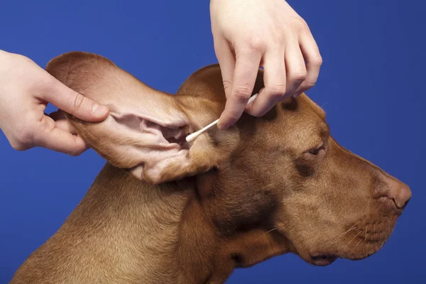 Čisté plemeno psa ucho čistit — Stock fotografie