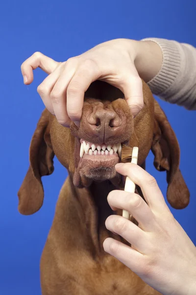 Brushing dog teeth — Stock Photo, Image