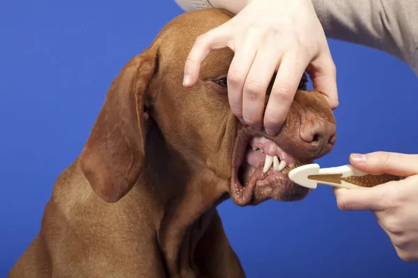 Чищення зубів собаки Стокова Картинка