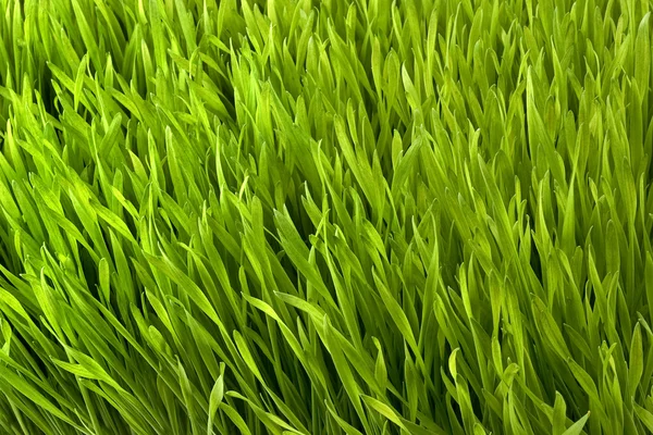 stock image Green grass closeup