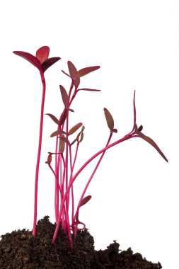 Amaranth fide