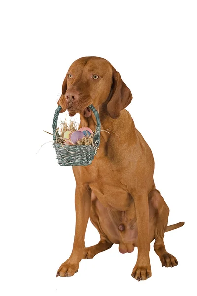 Собака с пасхальной корзиной во рту — стоковое фото