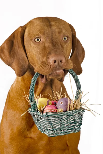 Pes drží velikonoční koš — Stock fotografie