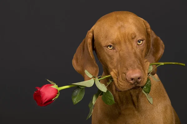 Hund mit Rose — Stockfoto