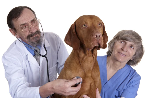Собака у ветеринарії — стокове фото
