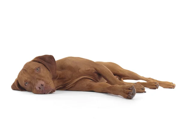 Собака лежит на боку — стоковое фото