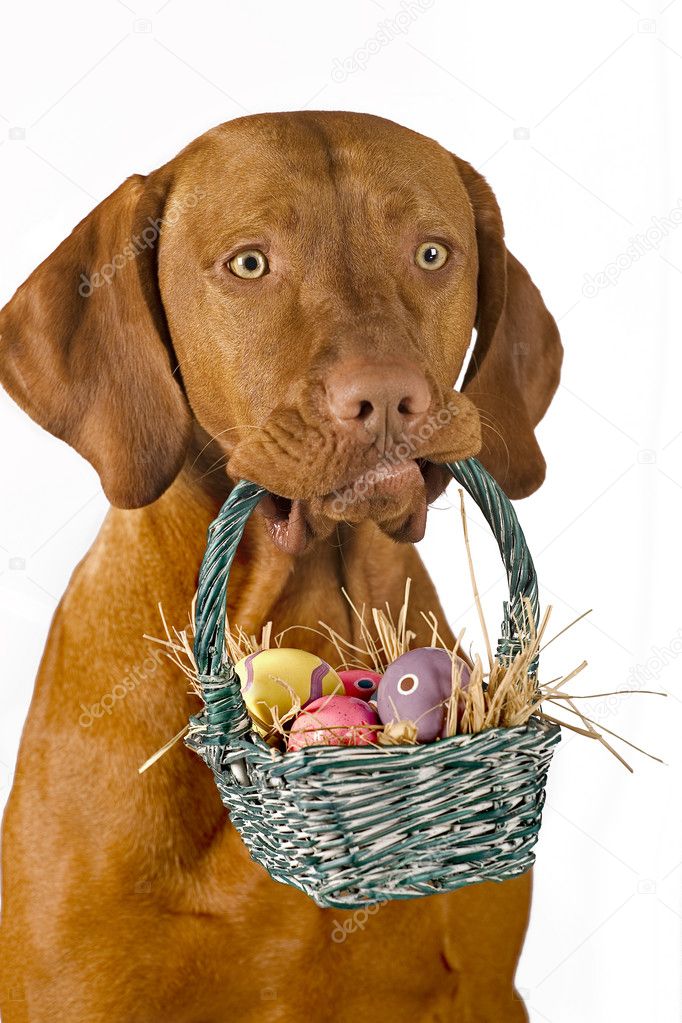 Dog holding easter basket
