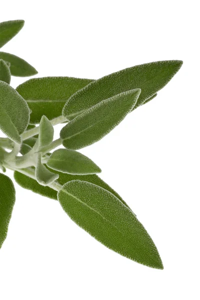Basil leaf — Stock Photo, Image