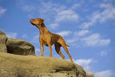 açık havada poz vizsla