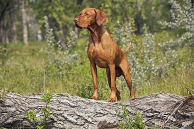 Hunting dog posing outddors clipart