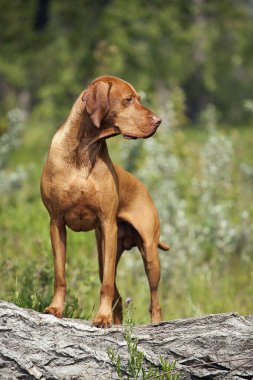 av köpeği açık havada