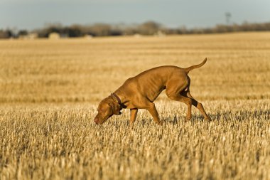 Arama alanında av köpeği