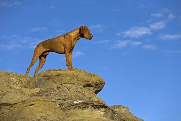 Hund auf der Klippe — Stockfoto