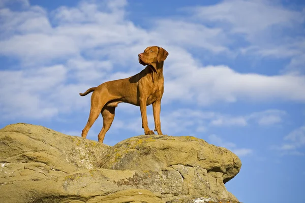 Hund steht auf Klippe — Stockfoto