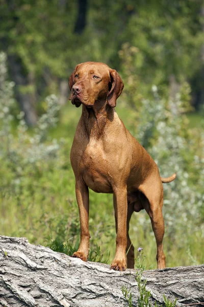 Cão de caça muscular posando ao ar livre — Fotografia de Stock