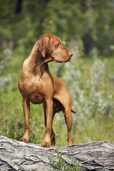 Hunting dog outdoors — Stock Photo, Image