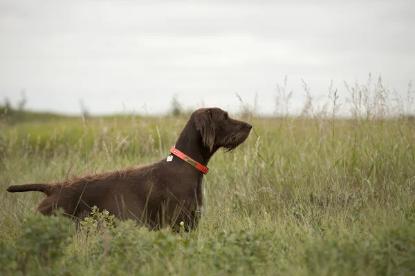 Pudelpointer in field — Stock Photo, Image