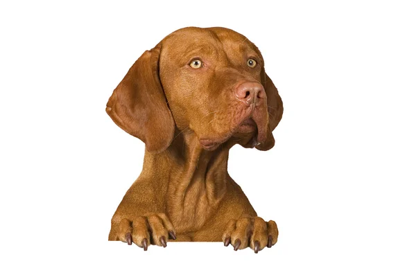 Portrét psa — Stock fotografie