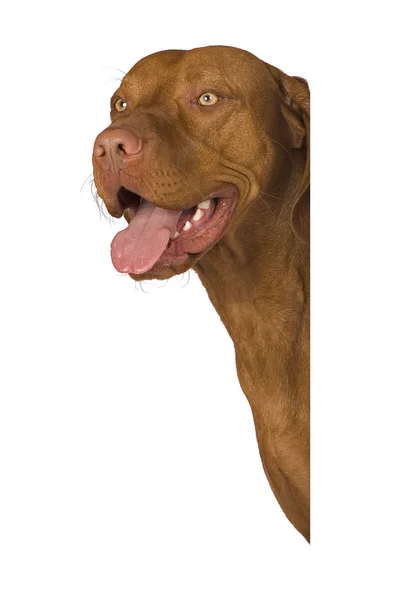 Retrato de cão feliz — Fotografia de Stock