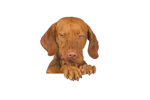 Αστείο πορτρέτο σκύλου — Φωτογραφία Αρχείου
