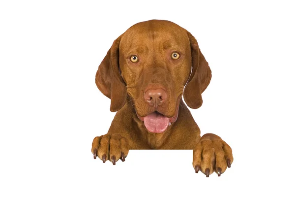 Funny dog — Stock Photo, Image