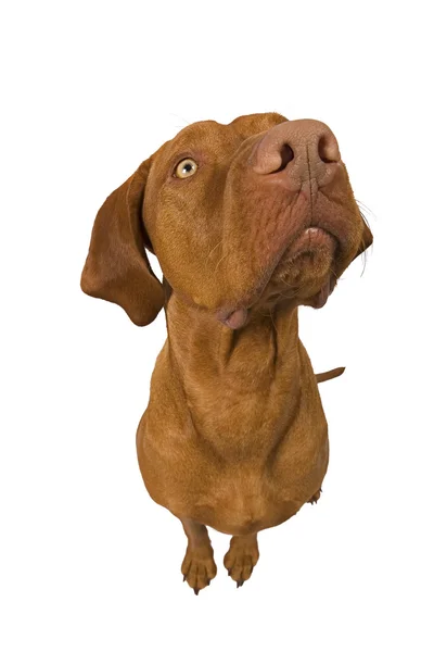 Exagerated wide angle dog portrait — Stock Photo, Image
