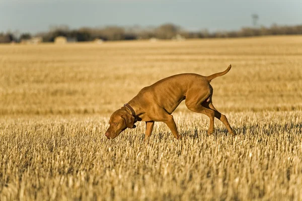 Hunting dog searching in field