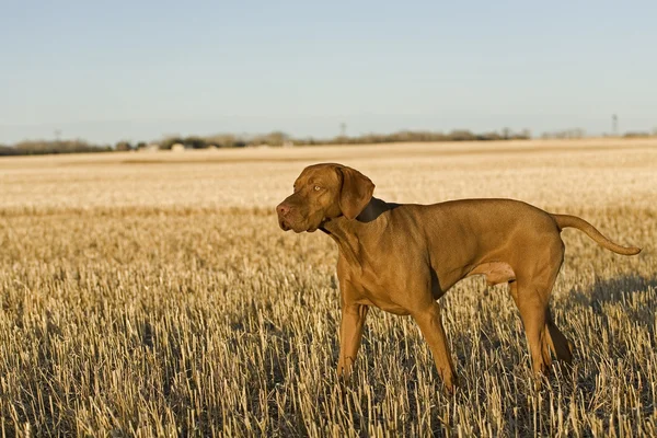Cane da caccia in campo — Foto Stock