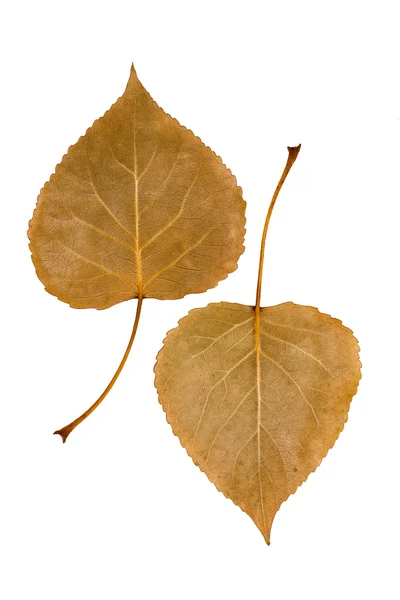 Dried leafs — Stock Photo, Image