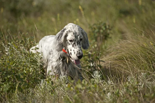 stock image English setter hunting in field