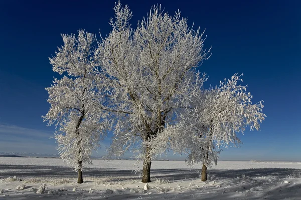 stock image Frosty trees